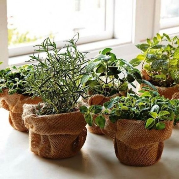 Καλλιεργήστε αυτά τα μυρωδικά πανεύκολα στο παράθυρο της κουζίνας σας!