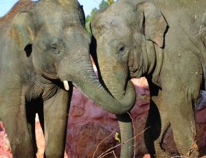 Ασιατικοί Ελέφαντες: οι νέοι κάτοικοι του Αττικού Ζωολογικού Πάρκου